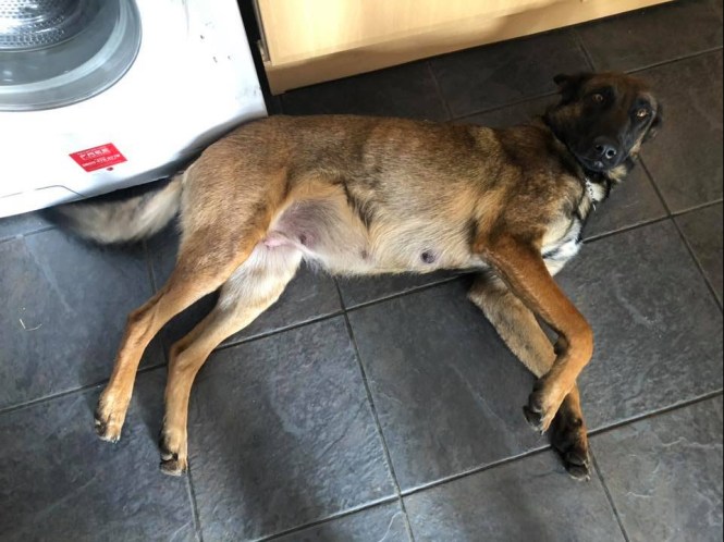 98731902_2912495552133588_7572223541249048576_n