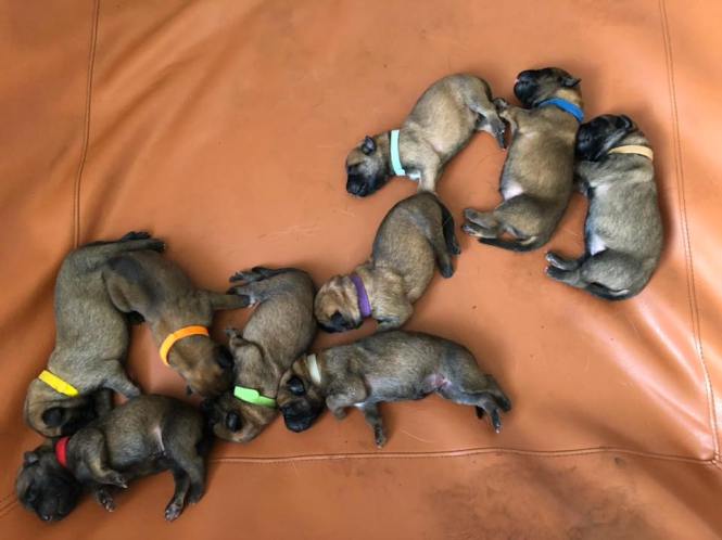 101450234_2949909461725530_564980244591673344_n