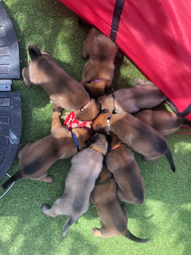 105979073_334315954236662_6810743777162255633_n