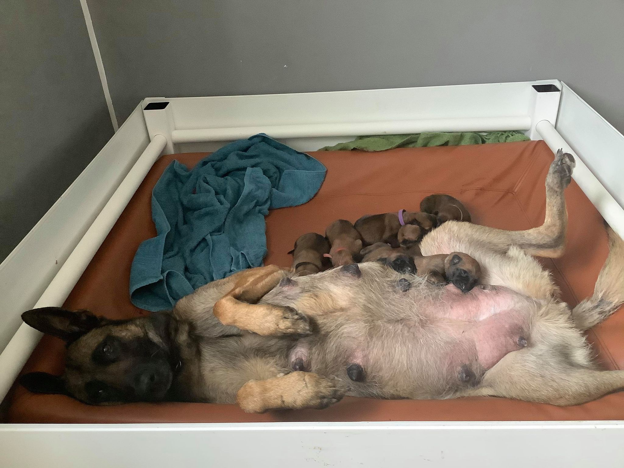 168290955_896765454202490_2737684358563819747_n