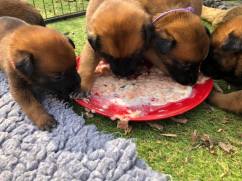 175178680_3842331325816668_6817206580743212522_n