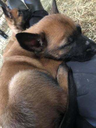 186558237_3928350450548088_748359268913299333_n