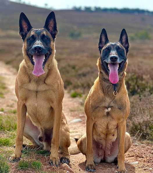 Dashka on the right in comparison to a 'normal' sized male :) She's a tiny Speedy Conzales!